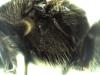 Lasioglossum sp.